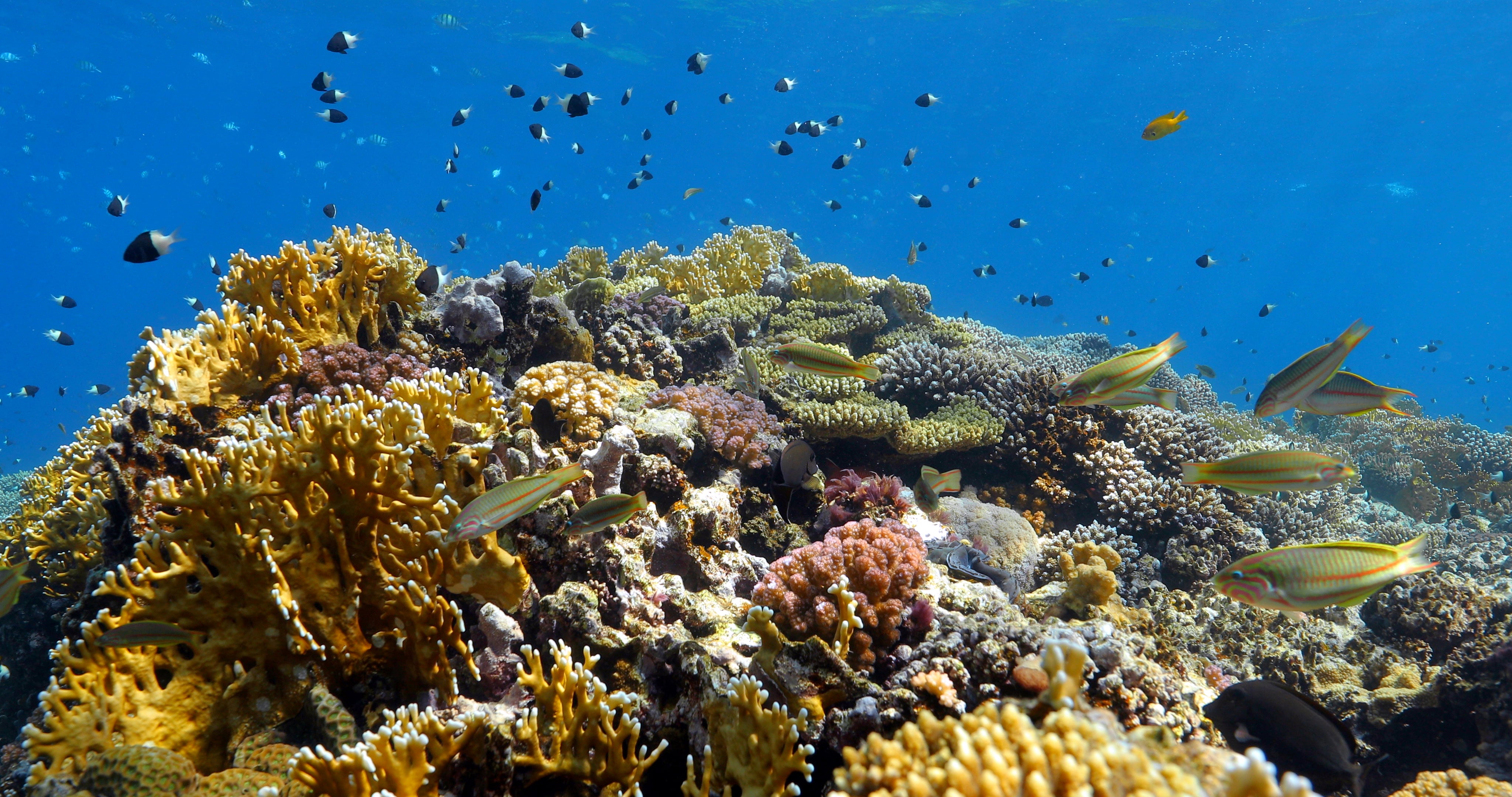 Underwater photo after grading