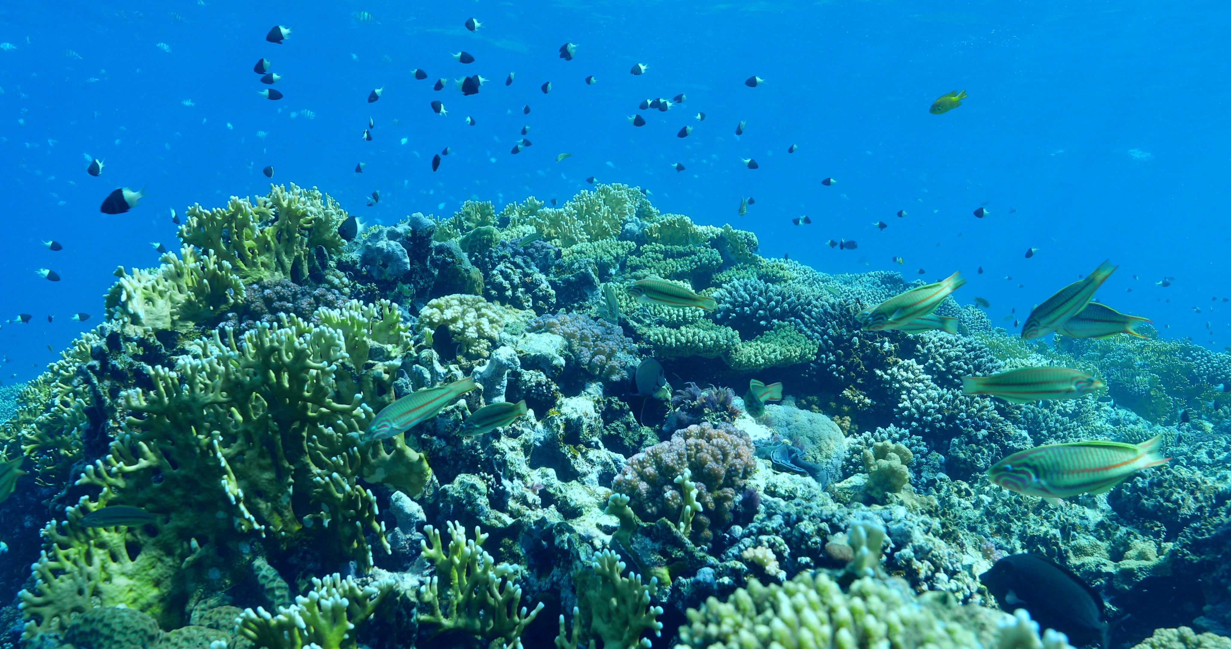 Underwater photo before grading
