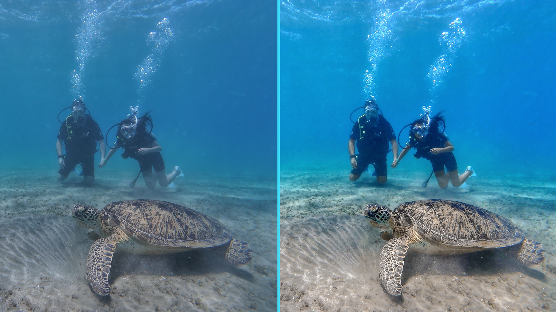 Photo before after colorgraded of turtle