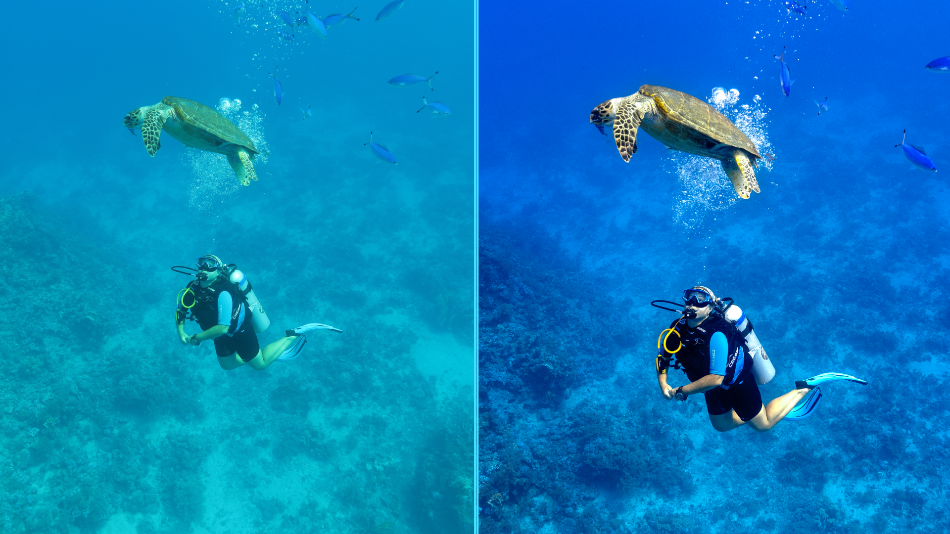 Photo before after colorgraded of turtle