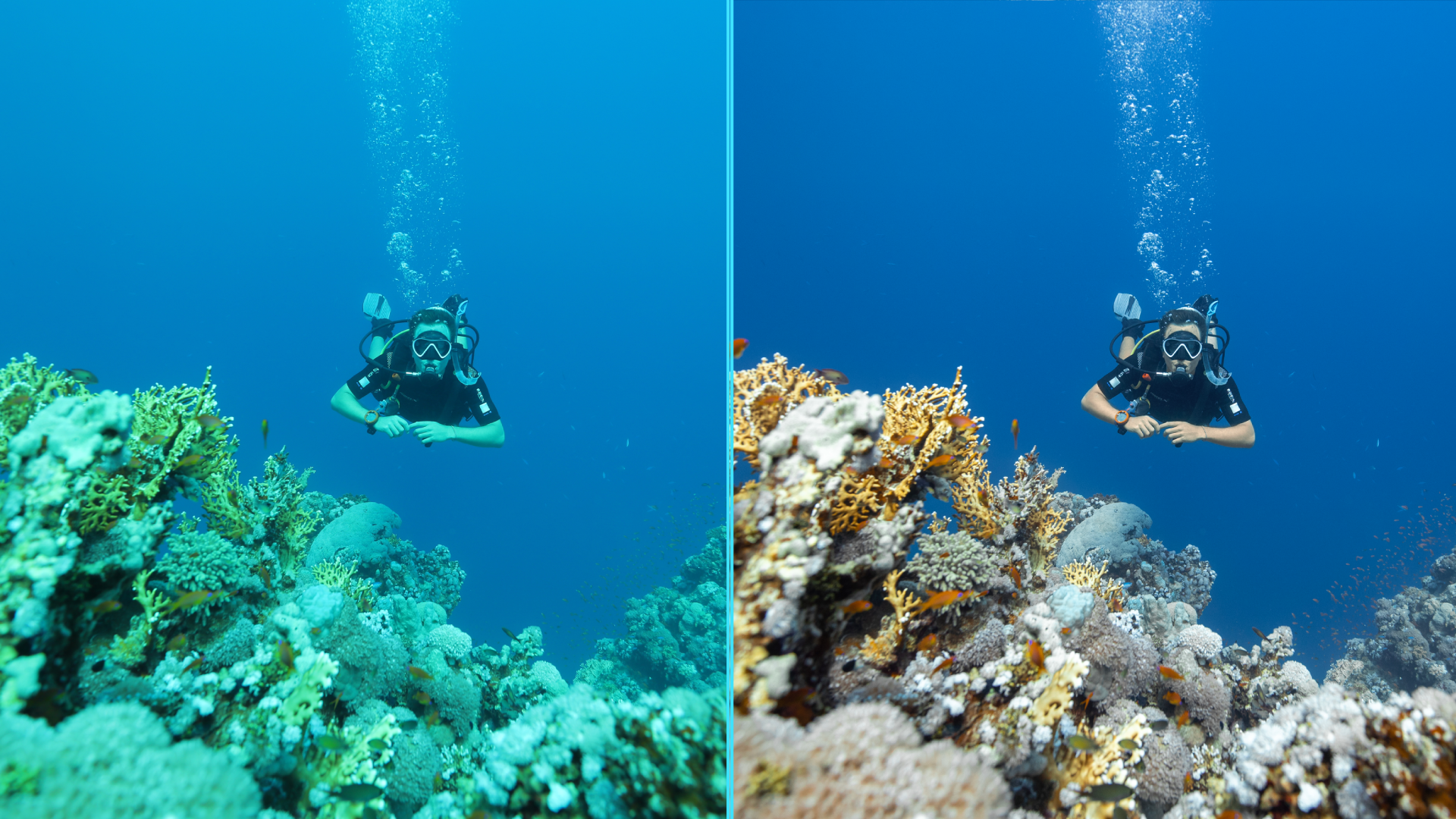 Photo before after colorgraded of turtle