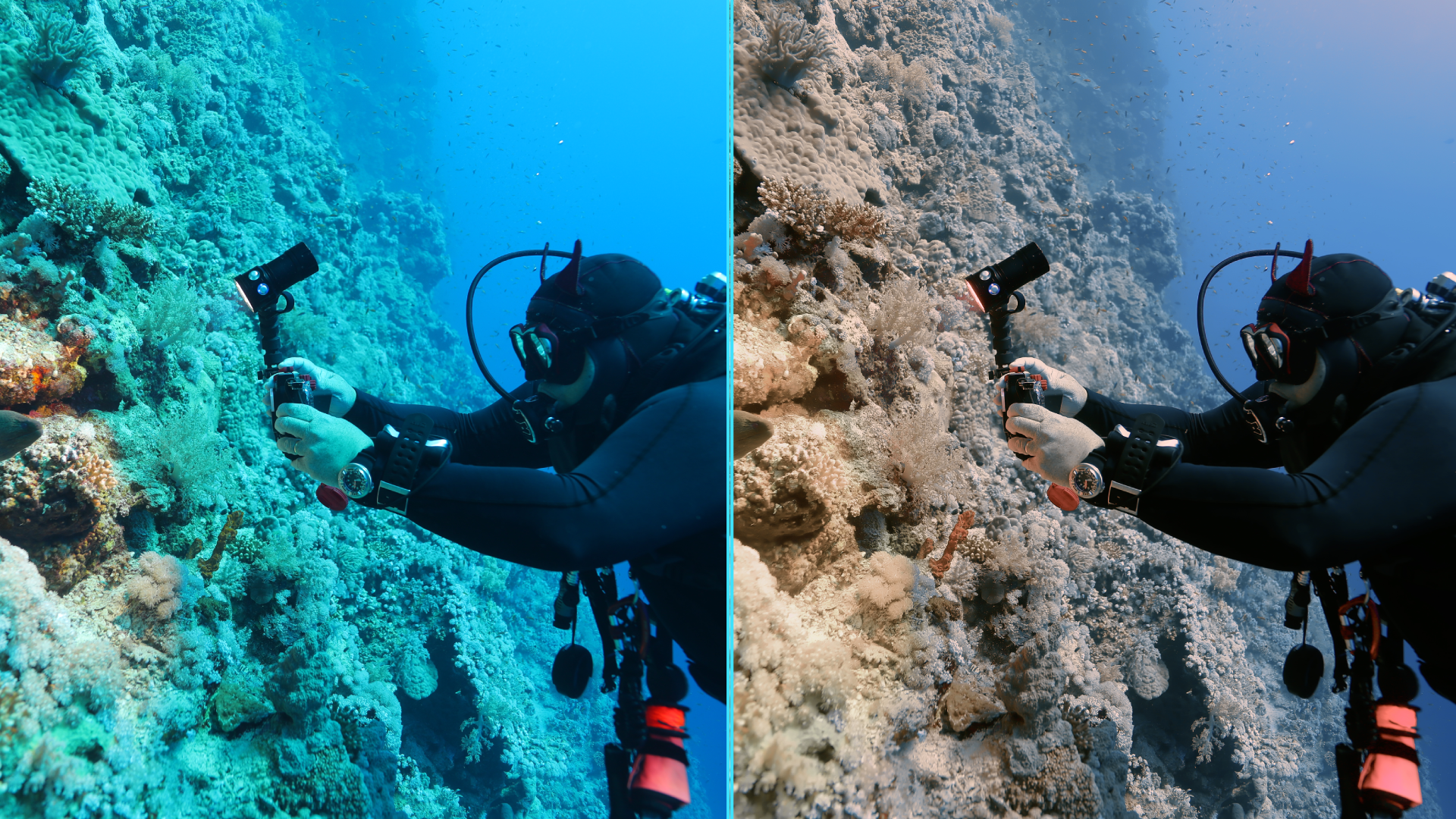 Photo before after colorgraded of turtle