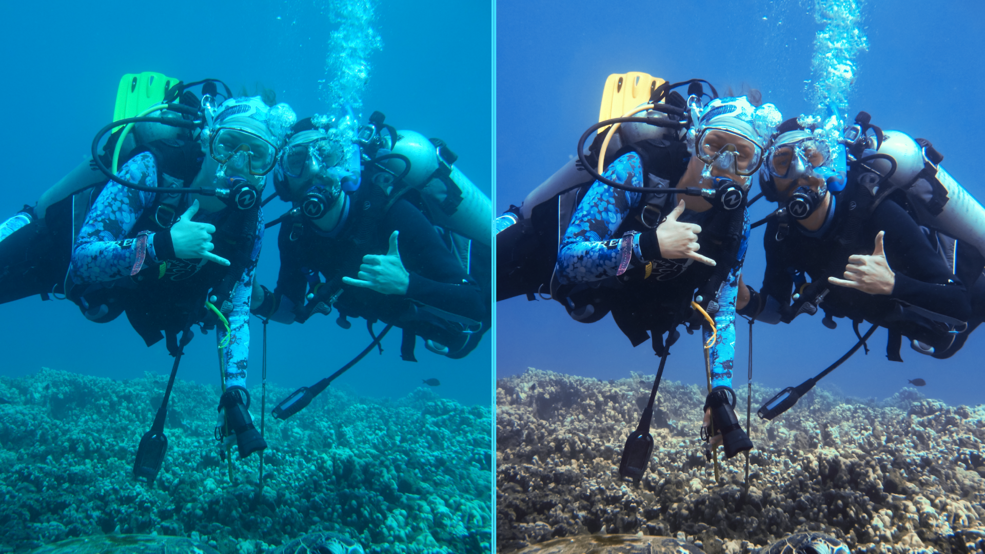 Photo before after colorgraded of turtle