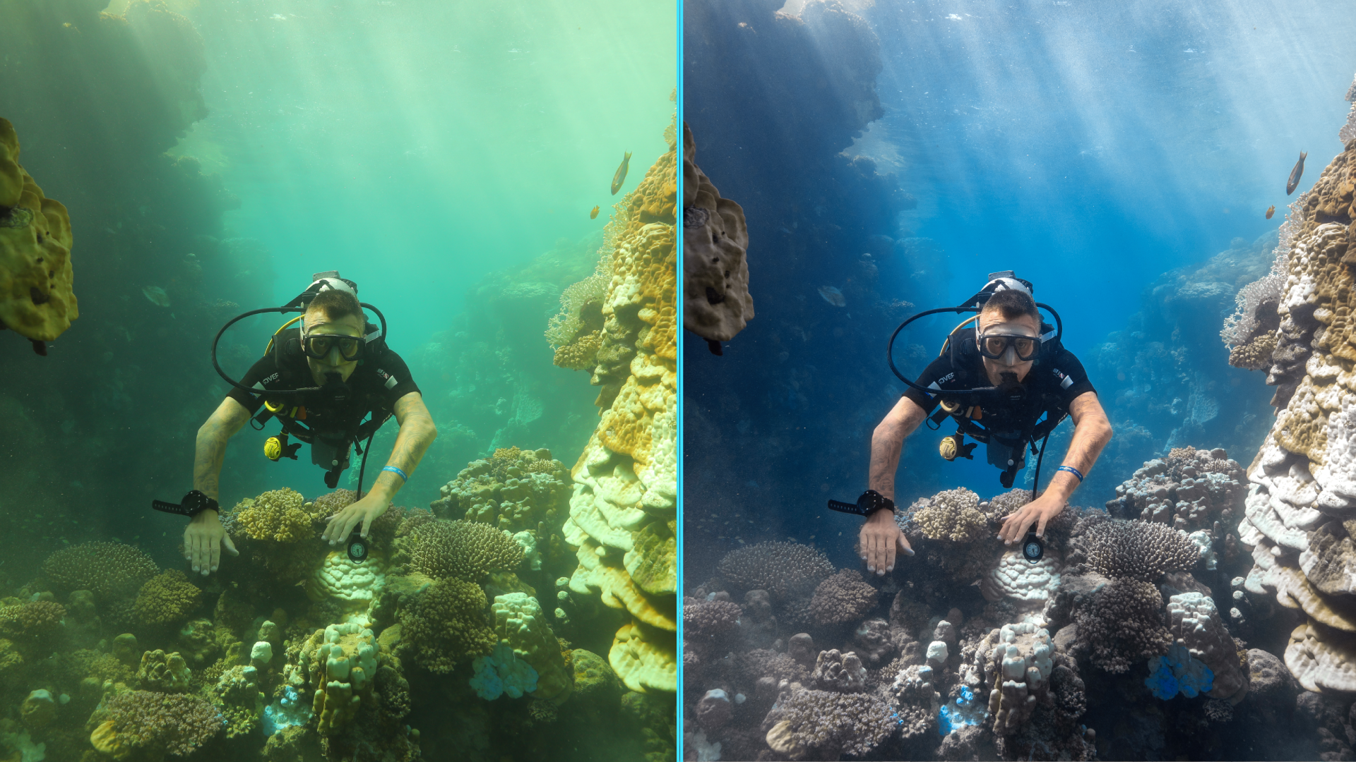 Photo before after colorgraded of turtle