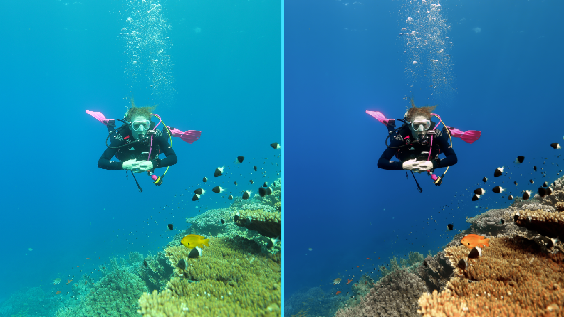 Photo before after colorgraded of turtle