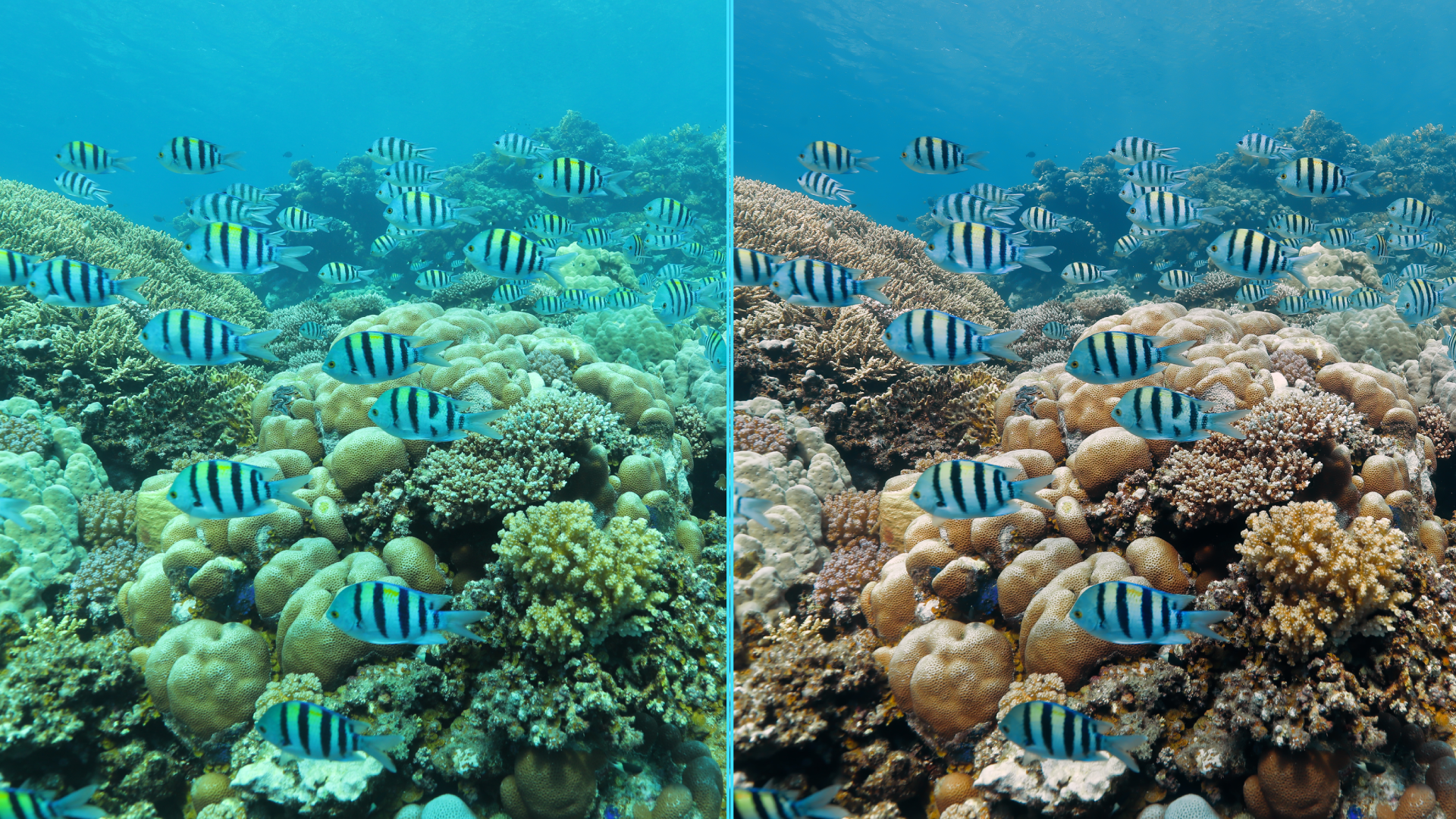 Photo before after colorgraded of turtle